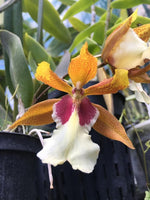 Carica l'immagine nel visualizzatore Galleria, Trichocidium Hi-Ace (Trichocentrum tigrinum x Oncidium lanceanum)