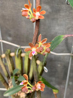 Carica l'immagine nel visualizzatore Galleria, Trichoglottis amesiana