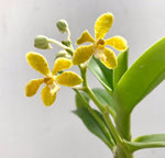 Carica l'immagine nel visualizzatore Galleria, Trichoglottis ionosma var. flava