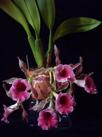 Carica l'immagine nel visualizzatore Galleria, Trichopilia coccinea