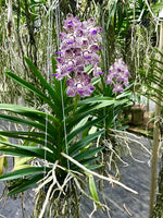 Carica l'immagine nel visualizzatore Galleria, Vanda V. ( lamellata x brunea) x V. Mimi Palmer