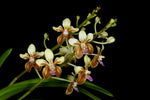 Carica l'immagine nel visualizzatore Galleria, Vanda lamellata var. remediosae