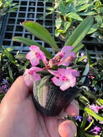 Carica l'immagine nel visualizzatore Galleria, Vanda nana x Vandachostylis Lou Sneary