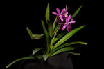Carica l'immagine nel visualizzatore Galleria, Vandachostylis Lou Sneary 'Dark Pink' (Neo. falcata x Rhy. coelestis)