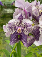 Carica l'immagine nel visualizzatore Galleria, Vanda Antique Mauve Plum