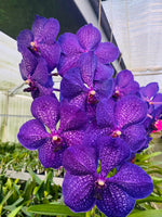 Carica l'immagine nel visualizzatore Galleria, Vanda Banjong Sky Blue