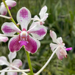 Carica l'immagine nel visualizzatore Galleria, Vanda Loke (Vanda lamellata × Vanda luzonica)