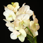 Carica l'immagine nel visualizzatore Galleria, Vanda Princess Mikasa 'White'