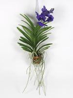 Carica l'immagine nel visualizzatore Galleria, Vanda Princess Mikasa 'Blue'