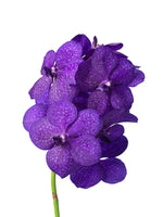 Carica l'immagine nel visualizzatore Galleria, Vanda Princess Mikasa 'Blue'