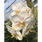 Carica l'immagine nel visualizzatore Galleria, Vanda Tubtim Velvet 'Yaya White'