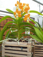Carica l'immagine nel visualizzatore Galleria, Vanda denisoniana 'orange'