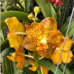 Carica l'immagine nel visualizzatore Galleria, Vanda denisoniana-Kultana Fragrance (Vanda denisoniana × Vanda Kultana Fragrance)