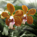 Carica l'immagine nel visualizzatore Galleria, Vanda denisoniana x bensonii