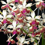 Carica l'immagine nel visualizzatore Galleria, Vanda lamellata var boxallii 4N