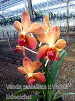 Carica l'immagine nel visualizzatore Galleria, Vanda tessellata x Udomchai