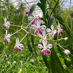Carica l'immagine nel visualizzatore Galleria, Vanda Loke (Vanda lamellata × Vanda luzonica)