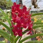 Carica l'immagine nel visualizzatore Galleria, Vandachostylis Crownfox Red Gem x Vanda tessellata