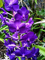 Carica l'immagine nel visualizzatore Galleria, Vandachostylis Sasicha