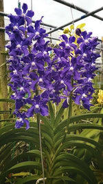 Carica l'immagine nel visualizzatore Galleria, Vandachostylis Sasicha