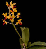 Carica l'immagine nel visualizzatore Galleria, Vandaenopsis Yin Cheng Amanda (Anna Larati Soekardi x V.miniata)