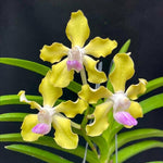 Carica l'immagine nel visualizzatore Galleria, Vanda tessellata f. semialba