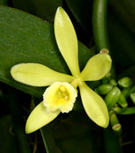 Carica l'immagine nel visualizzatore Galleria, Vanilla planifolia 'Albo-Variegata'