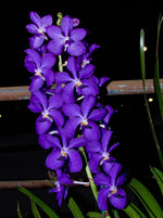 Carica l'immagine nel visualizzatore Galleria, Vascostylis Prapawan