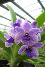 Carica l'immagine nel visualizzatore Galleria, Vascostylis Vasco. Thailand x Rhy. gigantea