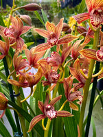 Carica l'immagine nel visualizzatore Galleria, Cymbidium Claire