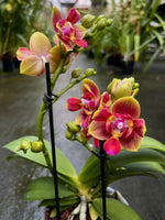 Carica l'immagine nel visualizzatore Galleria, Phalaenopsis Biondora - Peloric 3 lips