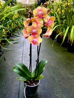 Carica l'immagine nel visualizzatore Galleria, Phalaenopsis OX Little Beauty