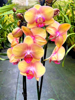 Carica l'immagine nel visualizzatore Galleria, Phalaenopsis OX Little Beauty