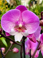 Carica l'immagine nel visualizzatore Galleria, Phalaenopsis Lianher Mermaid - Big Lip