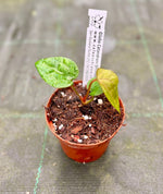 Carica l'immagine nel visualizzatore Galleria, Anthurium papililaminum x dressleri