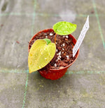 Carica l'immagine nel visualizzatore Galleria, Anthurium papillilaminum x papillilaminum