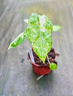 Carica l'immagine nel visualizzatore Galleria, Alocasia odora variegata