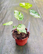 Carica l'immagine nel visualizzatore Galleria, Alocasia odora variegata