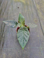 Carica l'immagine nel visualizzatore Galleria, Alocasia Antoro Velvet