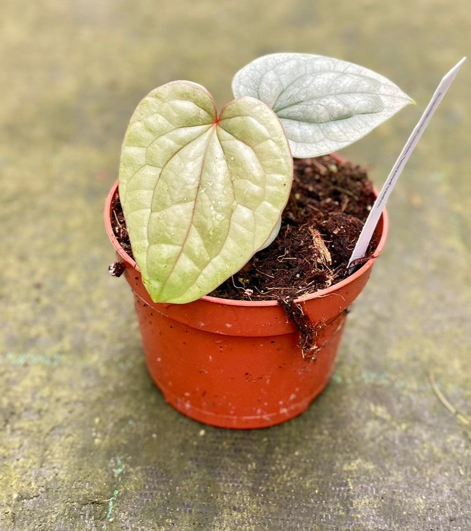 anthurium rosso cure Anthurium luxurians – Giulio Celandroni Orchidee