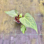 Carica l'immagine nel visualizzatore Galleria, Anthurium 'Delta Force'