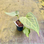 Carica l'immagine nel visualizzatore Galleria, Anthurium 'Delta Force'