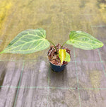 Carica l'immagine nel visualizzatore Galleria, Anthurium 'Delta Force'