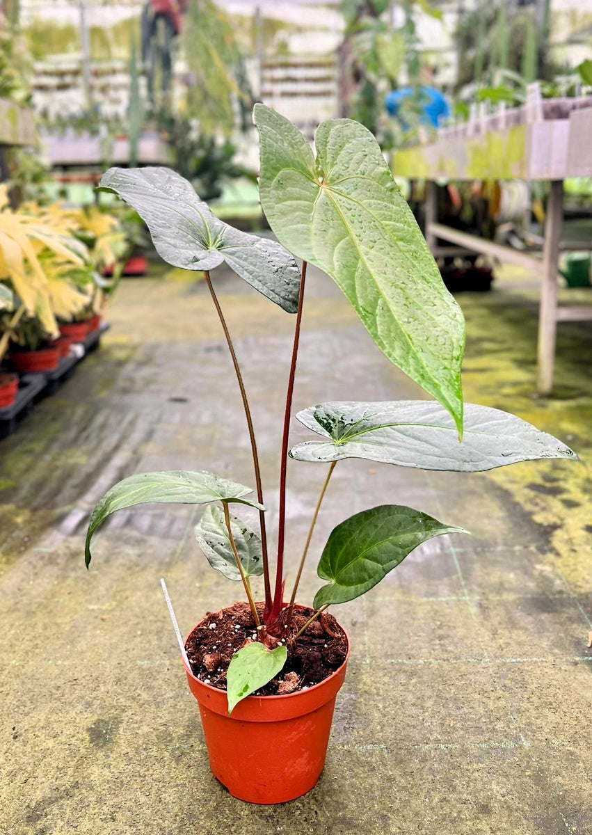 Anthurium magnificum x nigrolaminum 'Gigi' – Giulio Celandroni Orchidee