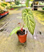 Carica l'immagine nel visualizzatore Galleria, Anthurium magnificum