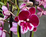 Carica l'immagine nel visualizzatore Galleria, Phalaenopsis Yushan Fairy Go - Big Lip