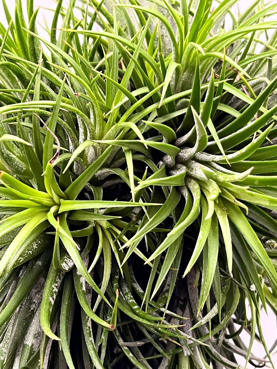 Tillandsia Ionantha Jumbo – Giulio Celandroni Orchidee