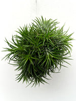 Carica l'immagine nel visualizzatore Galleria, Tillandsia Ionantha Jumbo