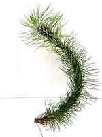 Carica l'immagine nel visualizzatore Galleria, Tillandsia funckiana