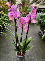 Carica l'immagine nel visualizzatore Galleria, Phalaenopsis Manta Romblon - Big Lip